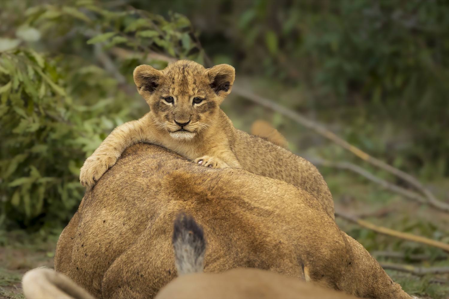 Lion cub at rest